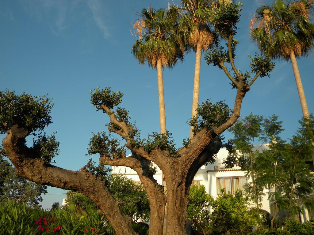Hotel Parco Conte Casamicciola Terme Dış mekan fotoğraf